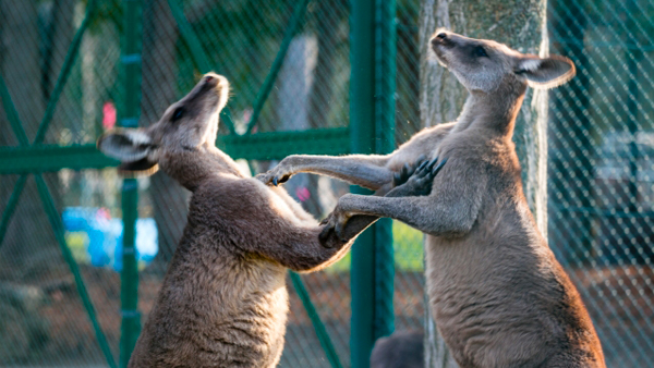 カンガルーファイト